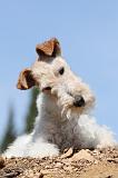 FOX TERRIER 239